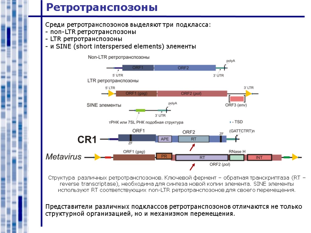 Генома эукариот. Схема цикла ретротранспозона. Lines ретротранспозоны структура. Структура line ретротранспозона. Non-ltr ретротранспозоны.