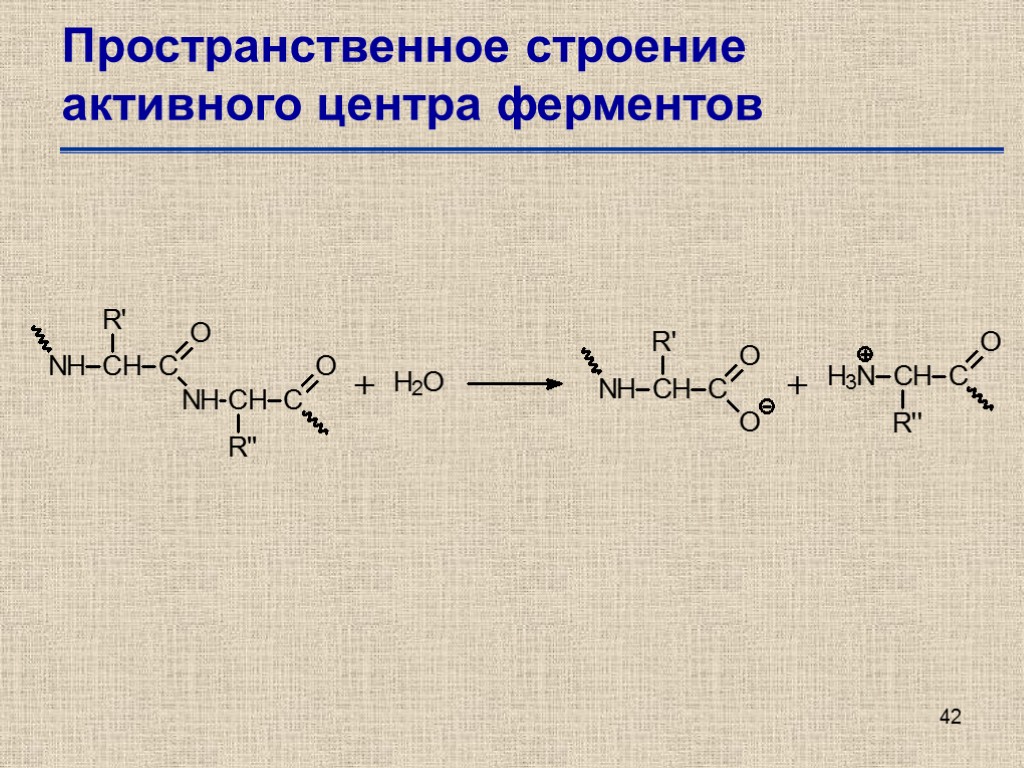 Активная форма фермента. Строение активного центра ферментов. Структура активного центра фермента. Функция активного центра фермента. Строение фермента схема.