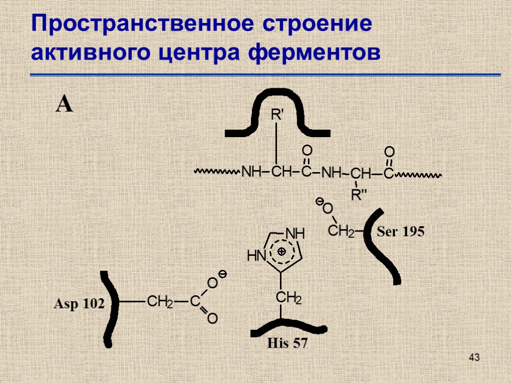 Состав центров ферментов. Строение активного центра ферментов. Активный центр фермента биохимия. Структура активного центра фермента. Особенности строения активного центра ферментов.