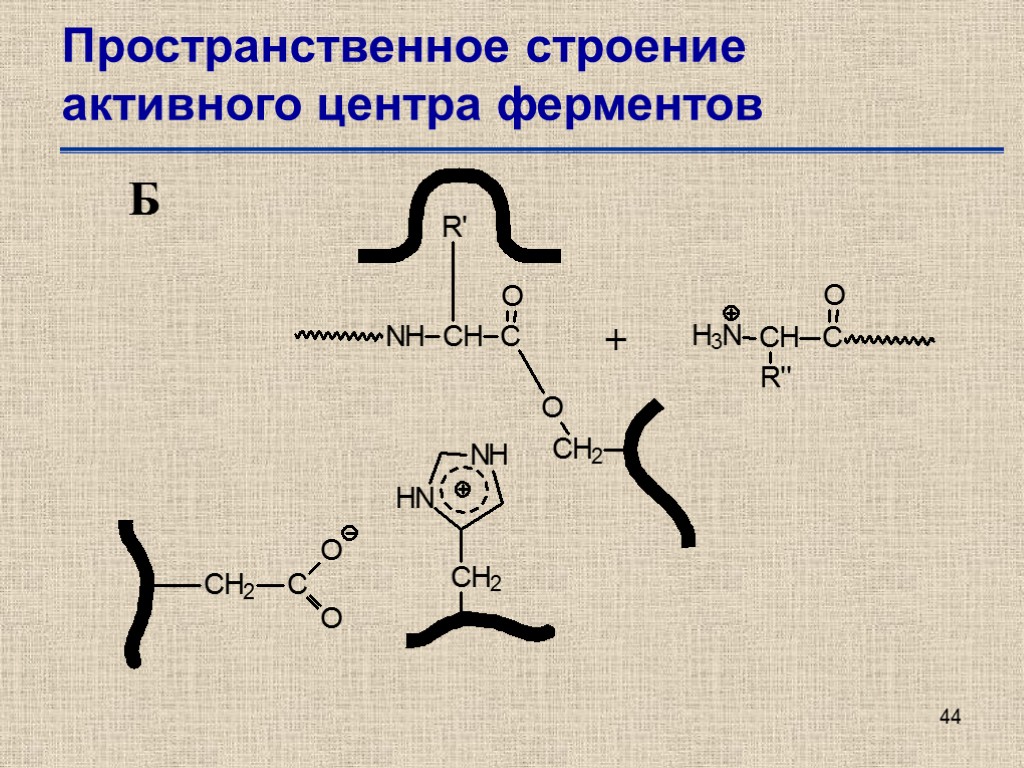 Активная форма фермента. Строение активного центра ферментов. Пространственное строение ферментов. Трехмерная структура ферментов. Структура активного центра фермента.