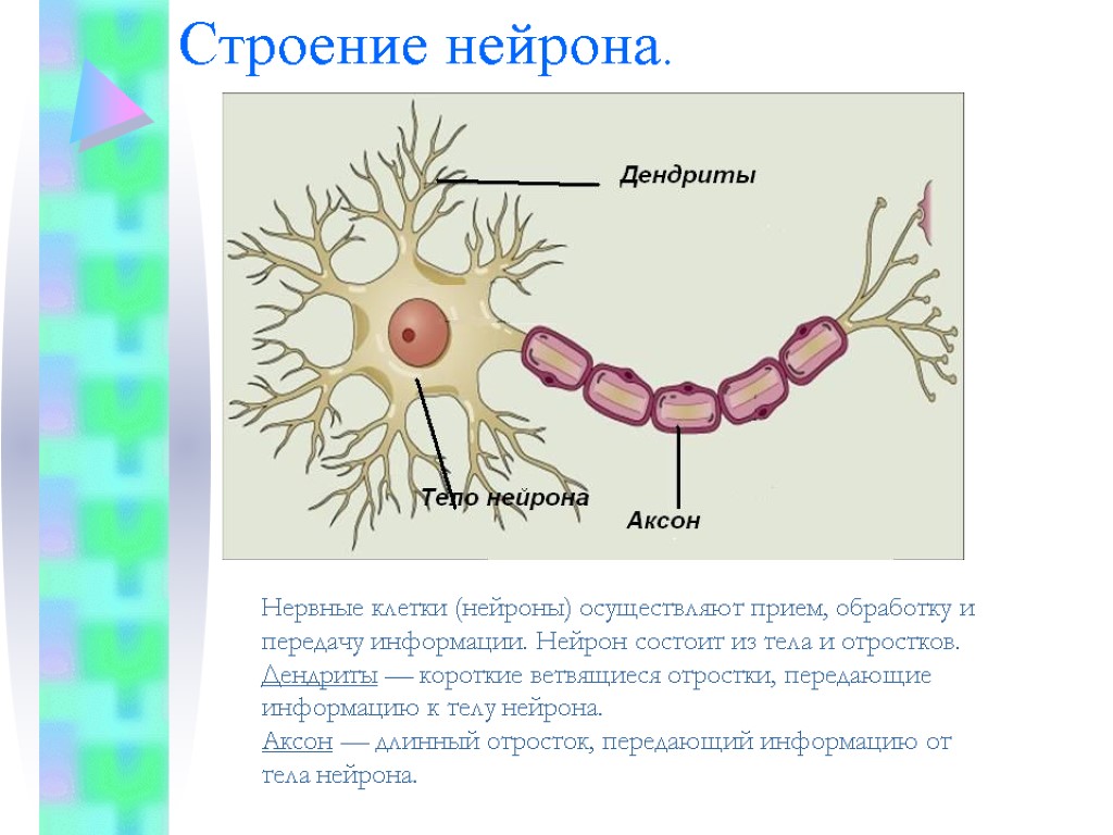Примеры нервных клеток. Нейрон строение и функции. Строение нейрона дендриты Аксон. Строение нерва дендрит. Внутриклеточное строение нейрона.