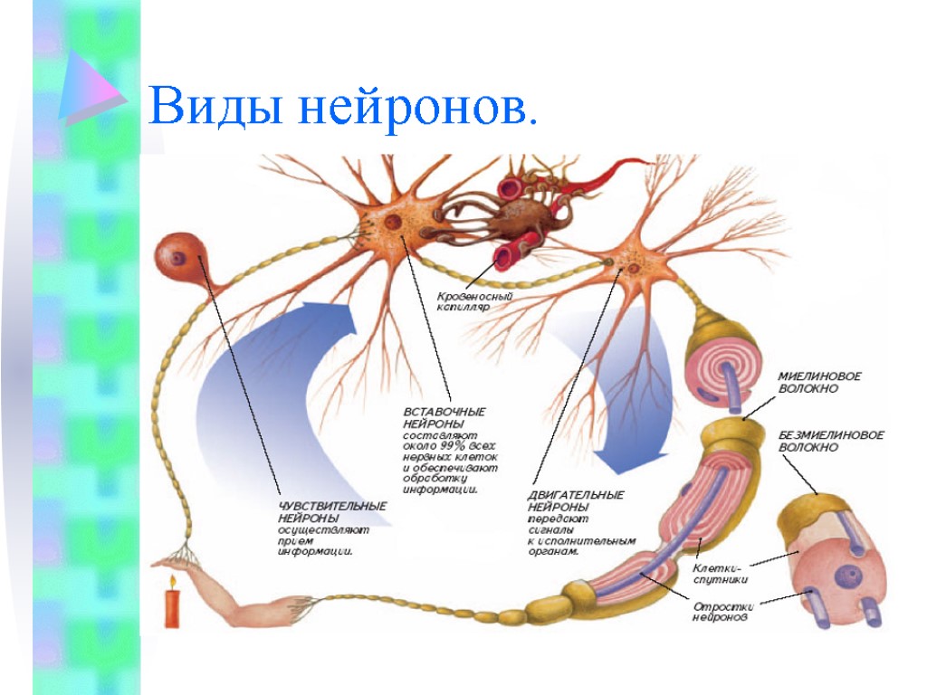 4 нейрон. Типы организации нейронов. Вставочный Нейрон функции. Вставочный Нейрон строение. Цепь нейронов.