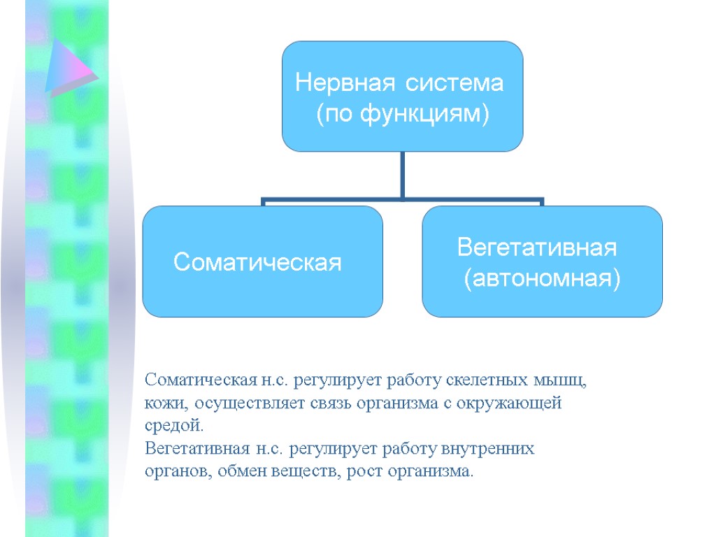 Соматическая нервная система. Вегетативная нервная система регулирует работы скелетных мышц. Нервная система человека вегетативная и соматическая. Функции соматической нервной системы.