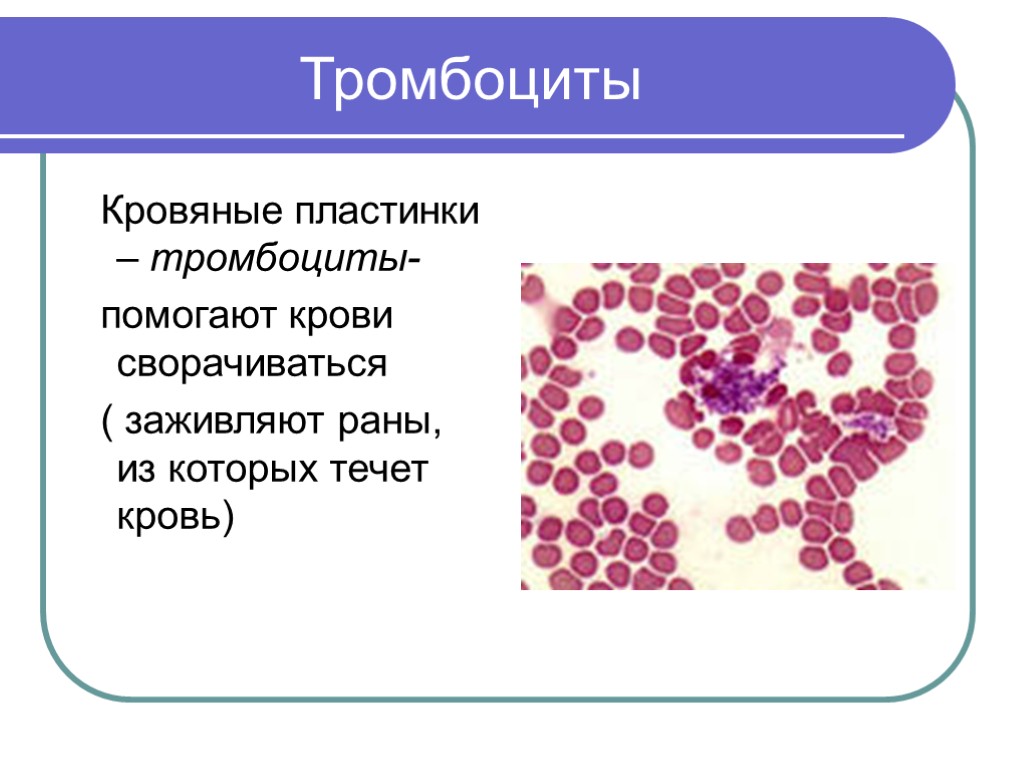 Почему кровь считают