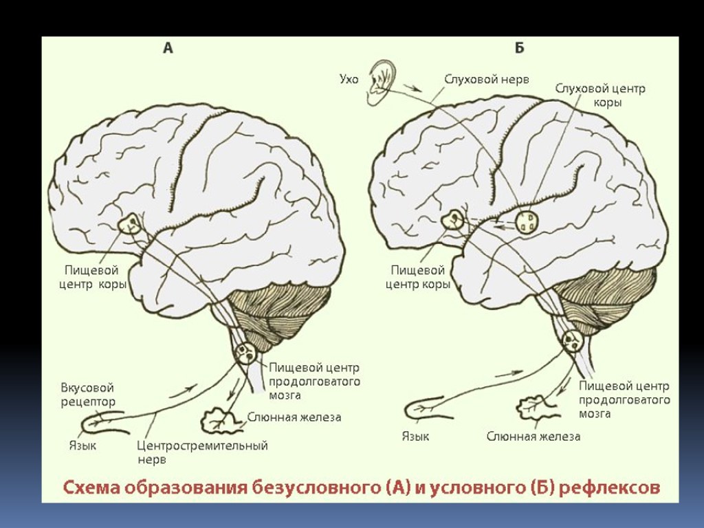 Рефлексы головного мозга примеры
