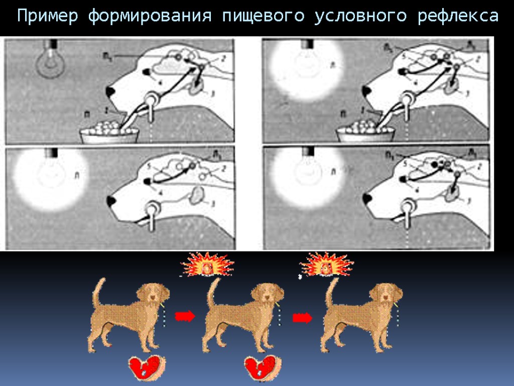 Первые условные рефлексы у детей. Автоматические реакции животных на раздражитель. Внешние раздражители картинки.