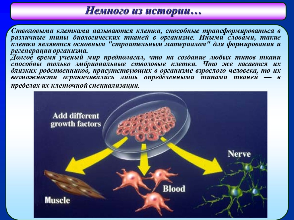 1 стволовые клетки. Стволовые клетки. Презентация на тему стволовые клетки. Применение стволовых клеток презентация. Роль стволовых клеток в организме.