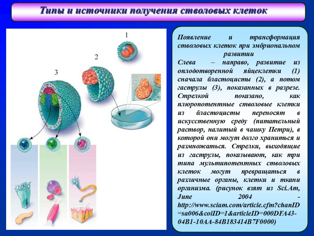 Стволовые клетки в биотехнологии презентация