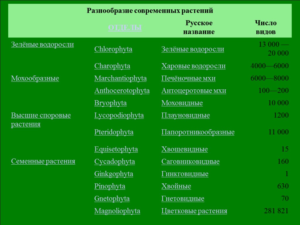 Отдел высших растений