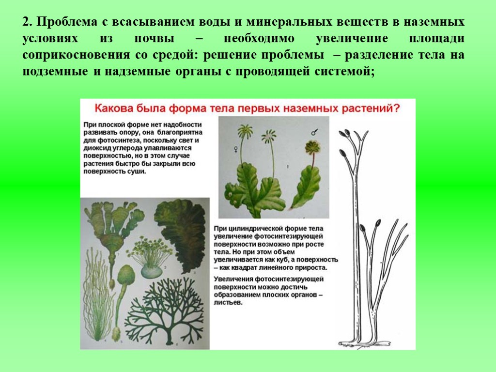 Список наземных растений. Форма тела растений. Эволюция наземных растений. Первое наземное растение. Презентация Эволюция растений на суше.