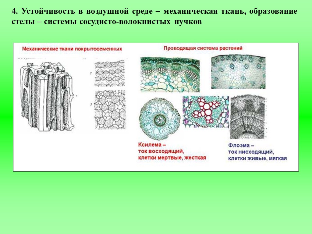 Ткани папоротников. Механические ткани голосеменных растений. Механическая ткань у покрытосеменных. Механическая ткань у папоротников. Проводящая система покрытосеменных.