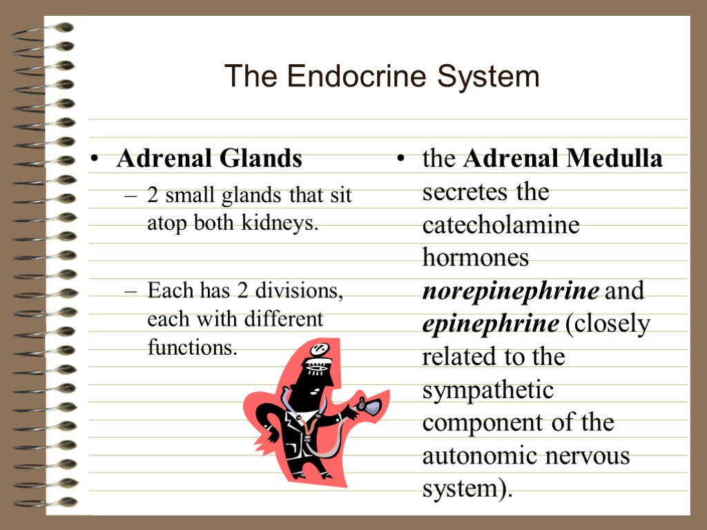 function of adrenal gland in human body