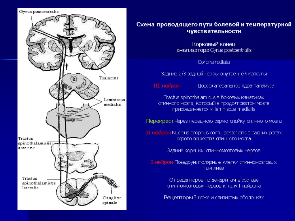 Неоспиноталамический путь схема
