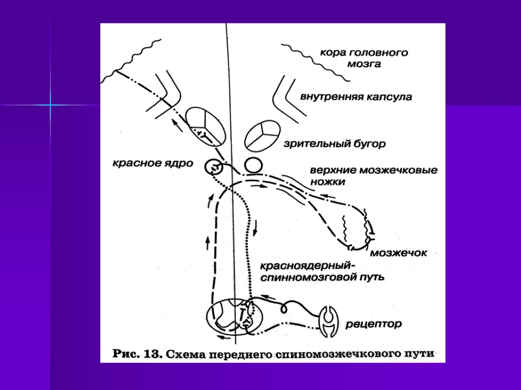 Внутренняя капсула пути волокон схема