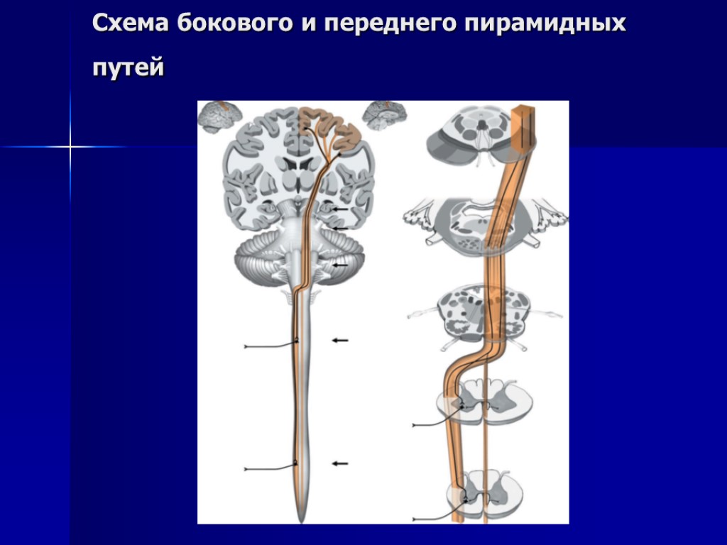 Пирамидные пути анатомия