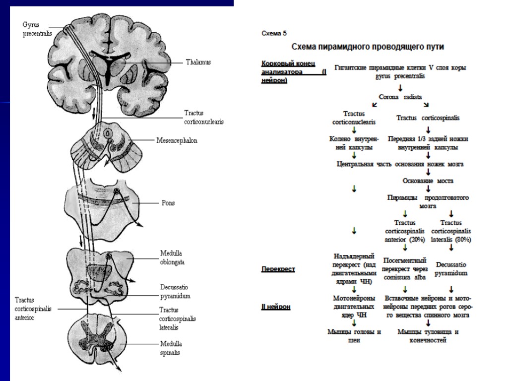 Тракты определение. Пирамидный путь неврология схема. Кортико спинальный путь неврология. Покрышечно спинномозговой путь. Корково-спинномозговой проводящий путь.