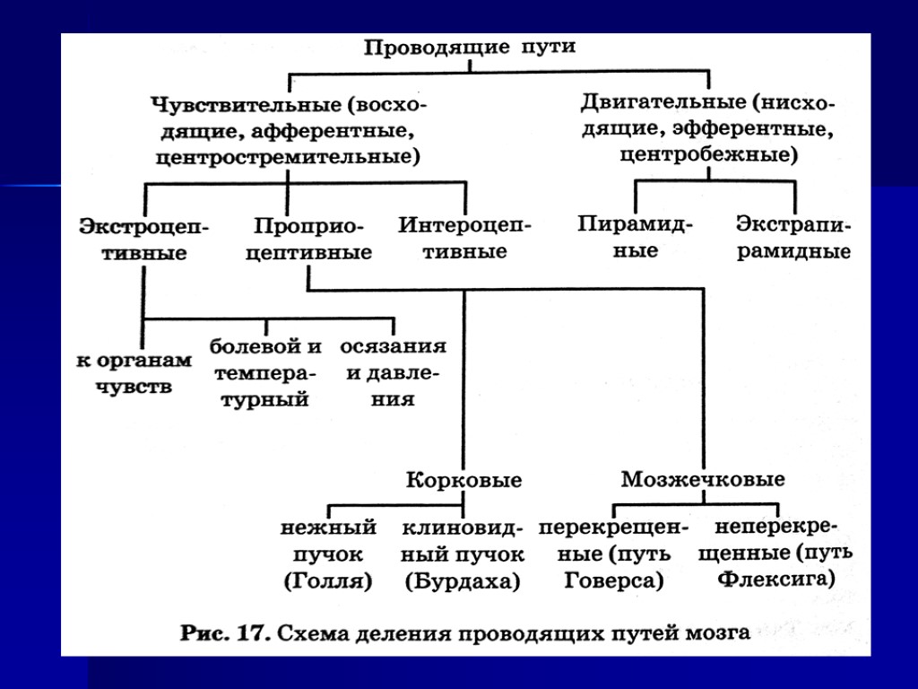 Три основных химических пути в мозге