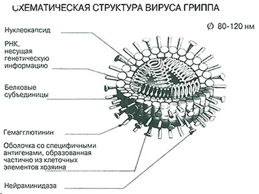 Состав гриппа. Вирус гриппа строение биология 10 класс. Схематическая структура вируса гриппа. Структура вириона вируса гриппа. Схема строения вириона вируса гриппа.