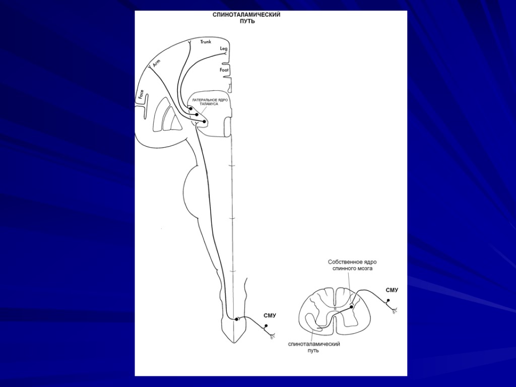 Передний спиноталамический путь схема