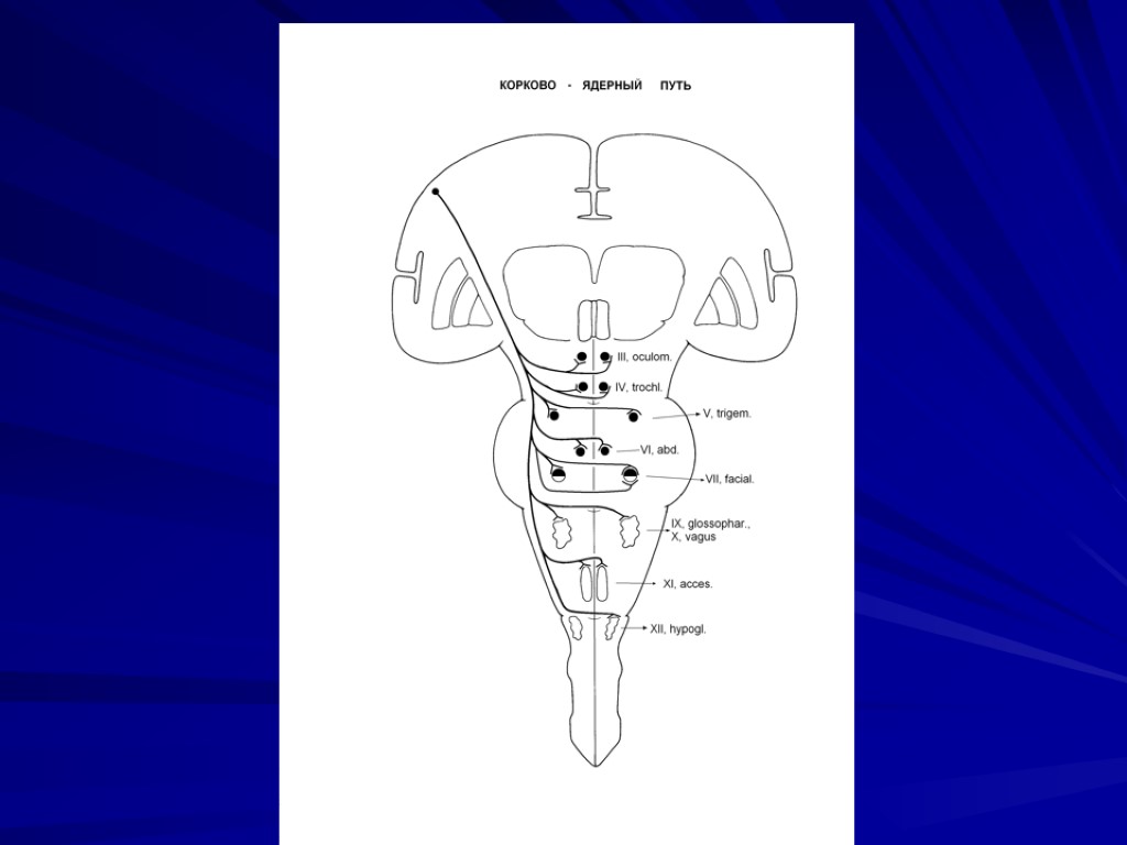Кортико нуклеарный путь схема