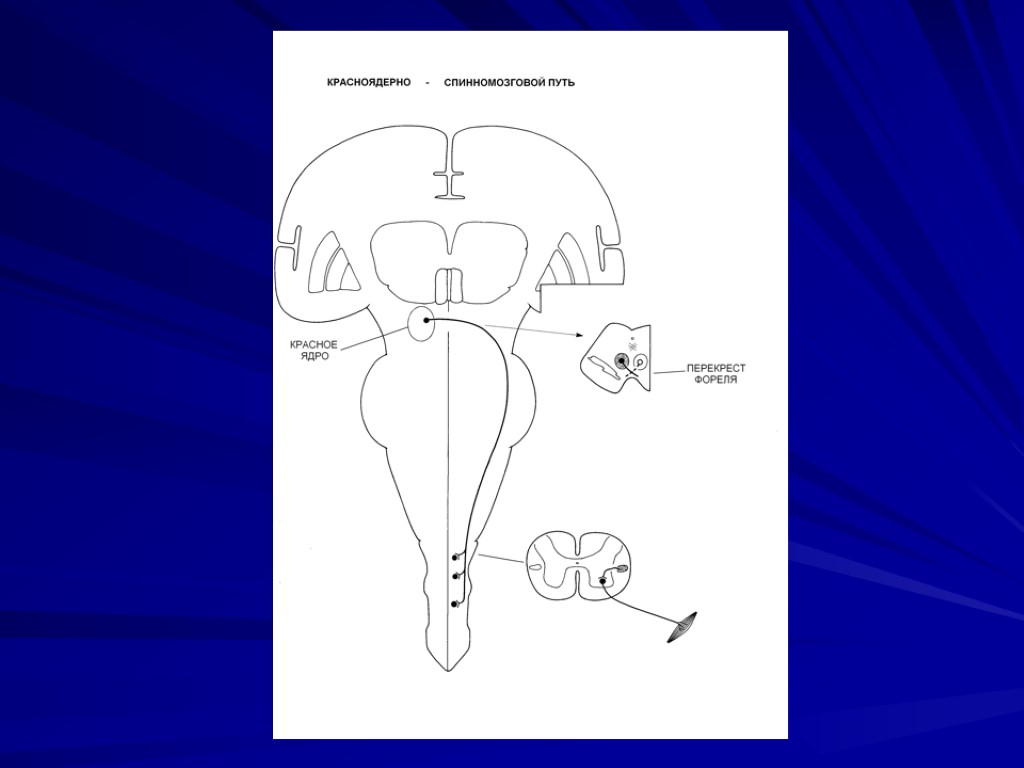 Красноядерно спинномозговой путь схема