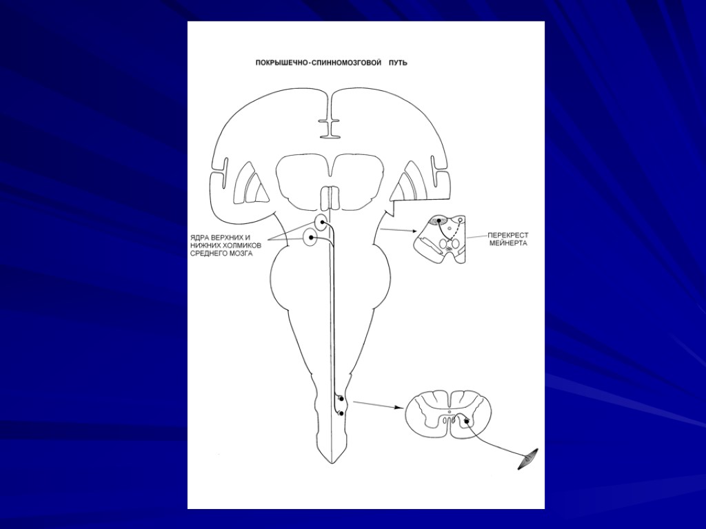 Пути соединены. Покрышечно спинномозговой путь функции. Ретикуло спинномозговой путь схема. Оливо спинномозговой путь схема. Покрышечно-спинномозговой путь схема.