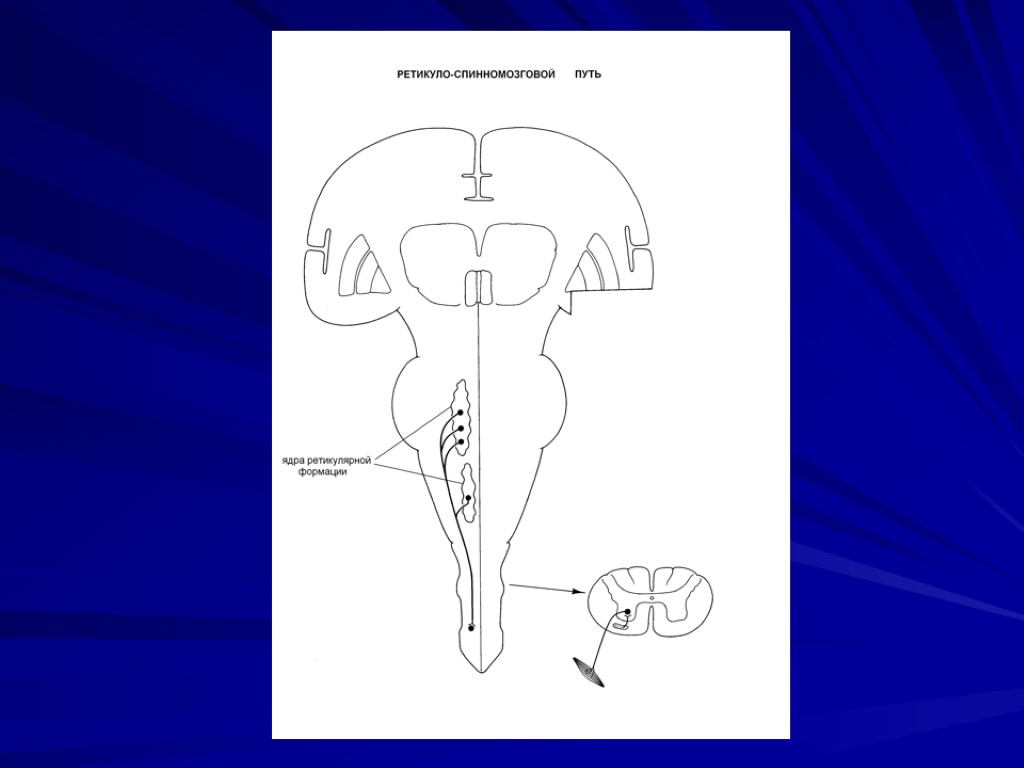 Красноядерно спинномозговой путь схема