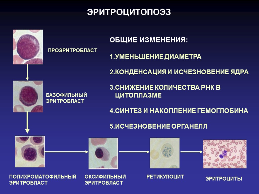 Кровь дифференцировка. Эритропоэз клетки. Постэмбриональный гемопоэз гистология. Базофильный проэритробласт. Эритроцитопоэз гистология.