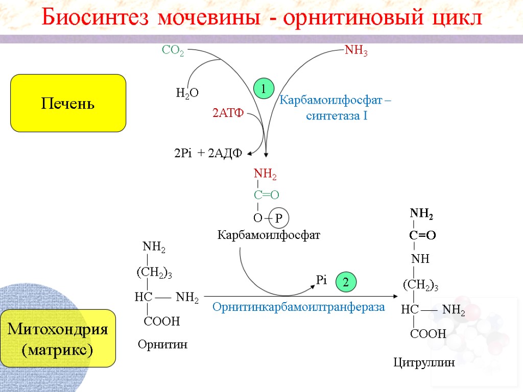 Реакции образования циклов. Биосинтез мочевины орнитиновый цикл. Орнитиновый цикл синтеза мочевины. Схема синтеза мочевины орнитиновый цикл. Синтез аргинина в орнитиновом цикле.