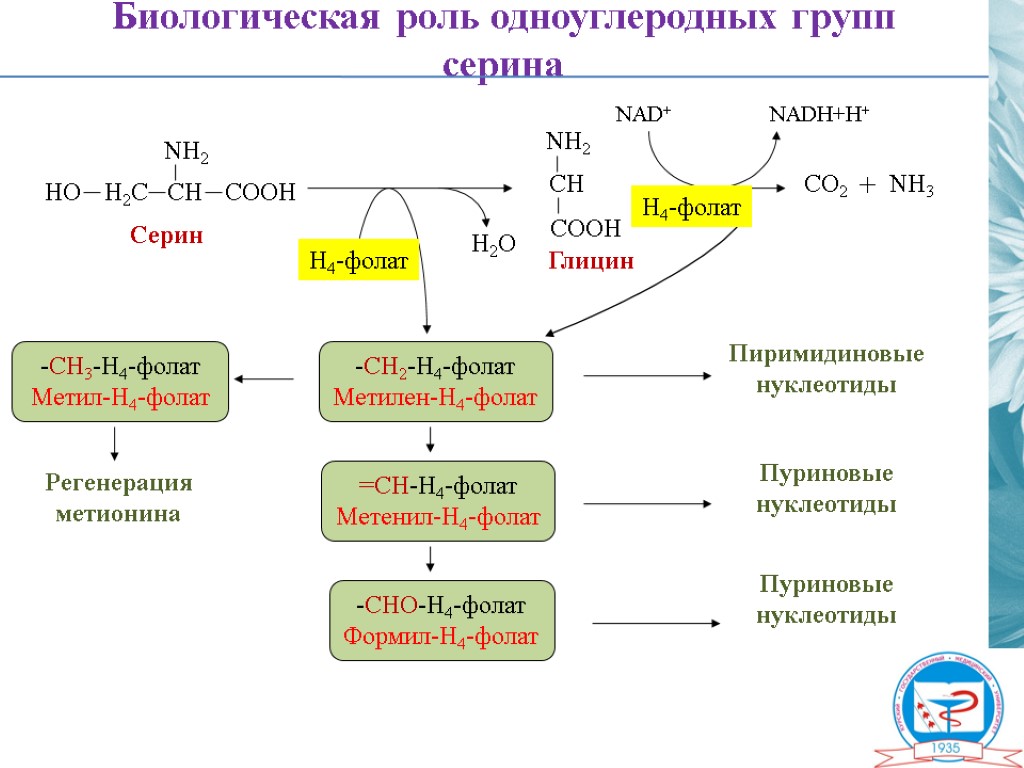 Обмен серина и глицина