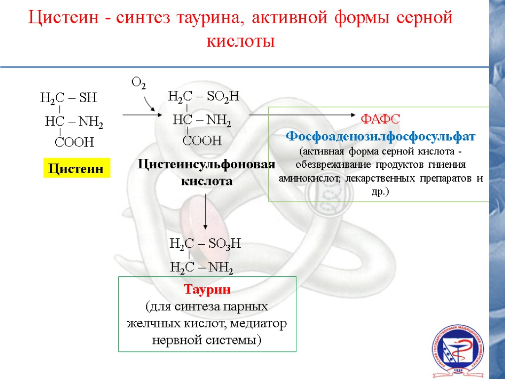 Синтез таурина