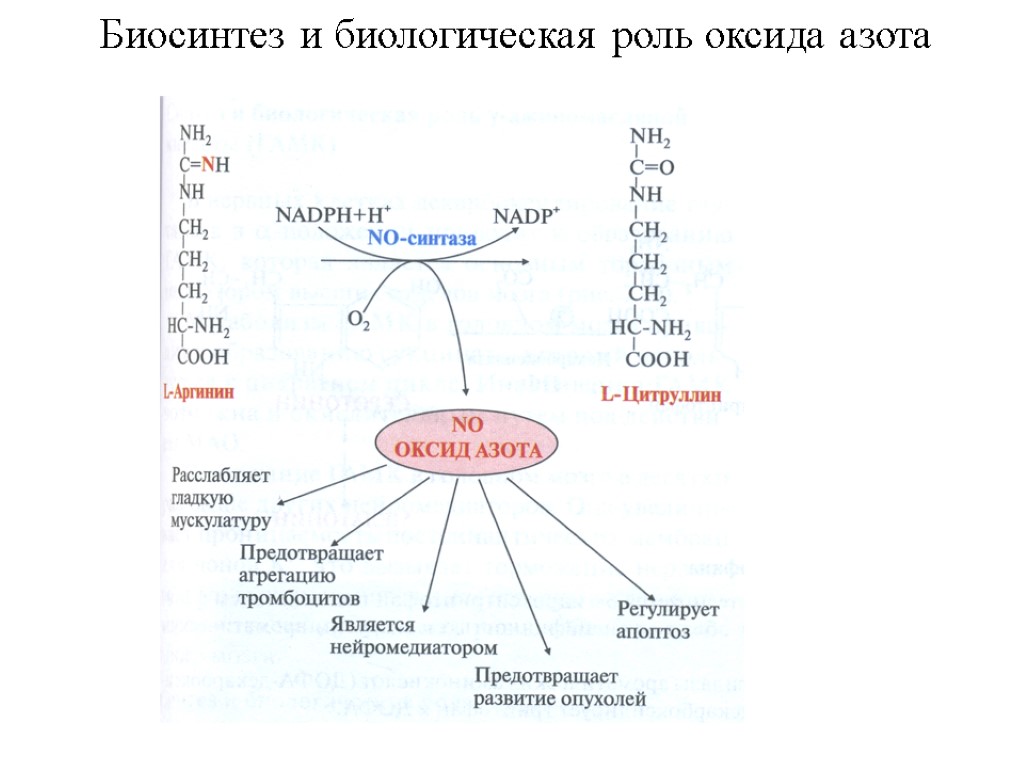 Биосинтез в организме человека