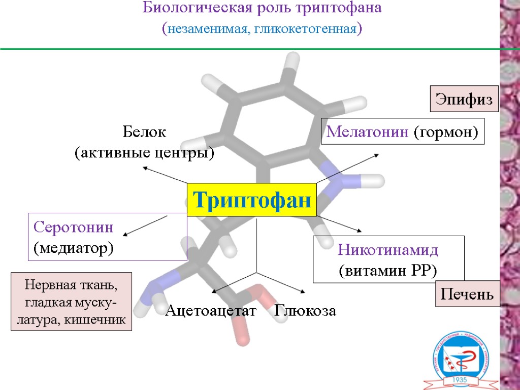 Функции серотонина. Триптофан биологическая роль. Триптофан роль в организме. Роль триптофана в организме человека. Триптофан функции.