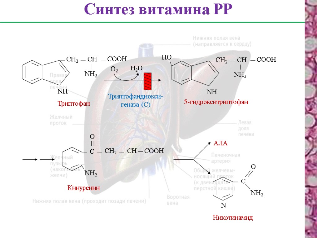 Триптофан в организме. Синтез витамина PP из триптофана. Синтез никотинамида из триптофана. Синтез ниацина из триптофана. Синтез никотинамида из триптофана витамин в6.