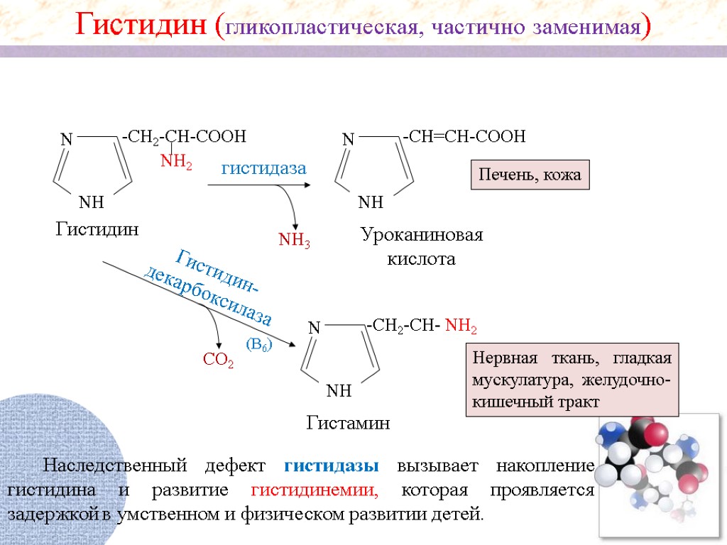 Аминокислоты биохимия презентация