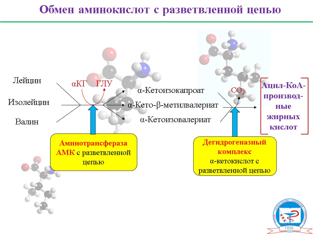 Кетокислоты аминокислот. Нарушения обмена аминокислот лейцина, изолейцина и Валина.. Изолейцин аминокислота и лейцин. Катаболизм аминокислот с разветвленной цепью. Метаболизм разветвленных аминокислот.