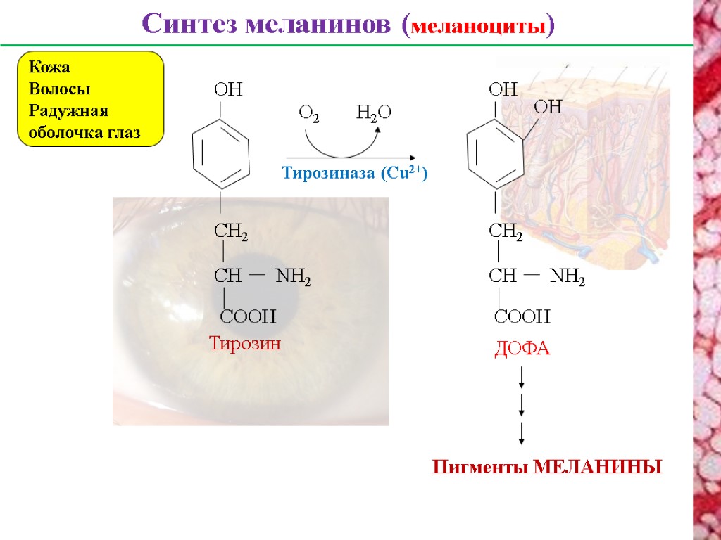 Меланин синтезируется в