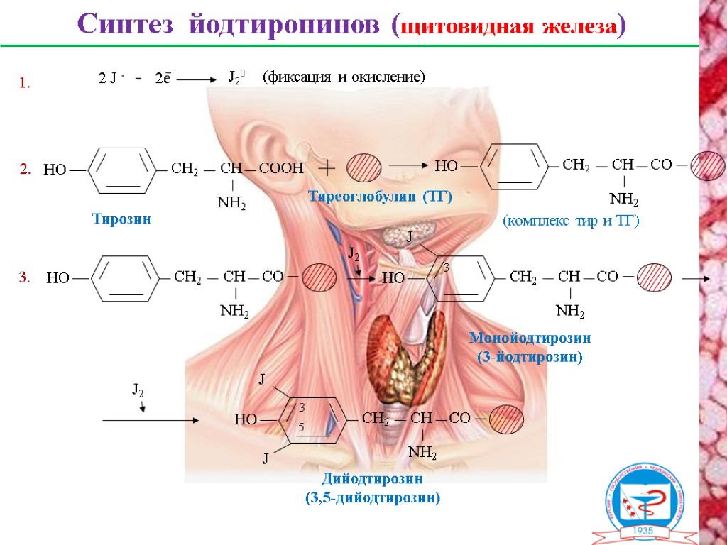 Тирозин для щитовидной железы. Синтез гормонов щитовидной железы схема. Схема синтеза тироксина биохимия. Йодтиронины Синтез. Образование тирозина в щитовидной железе.