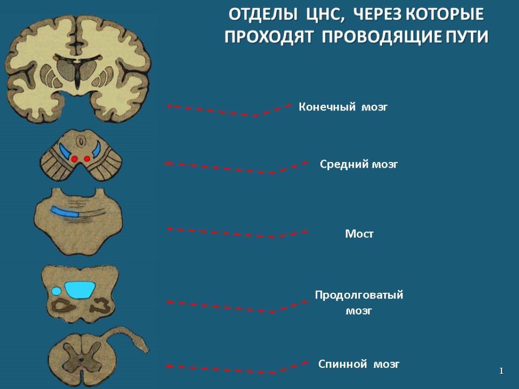 Группы проводящих путей. Классификация проводящих путей спинного мозга. Классификация проводящих путей головного мозга. Классификация проводящих путей головного и спинного мозга. Классификация проводящих путей центральной нервной системы.