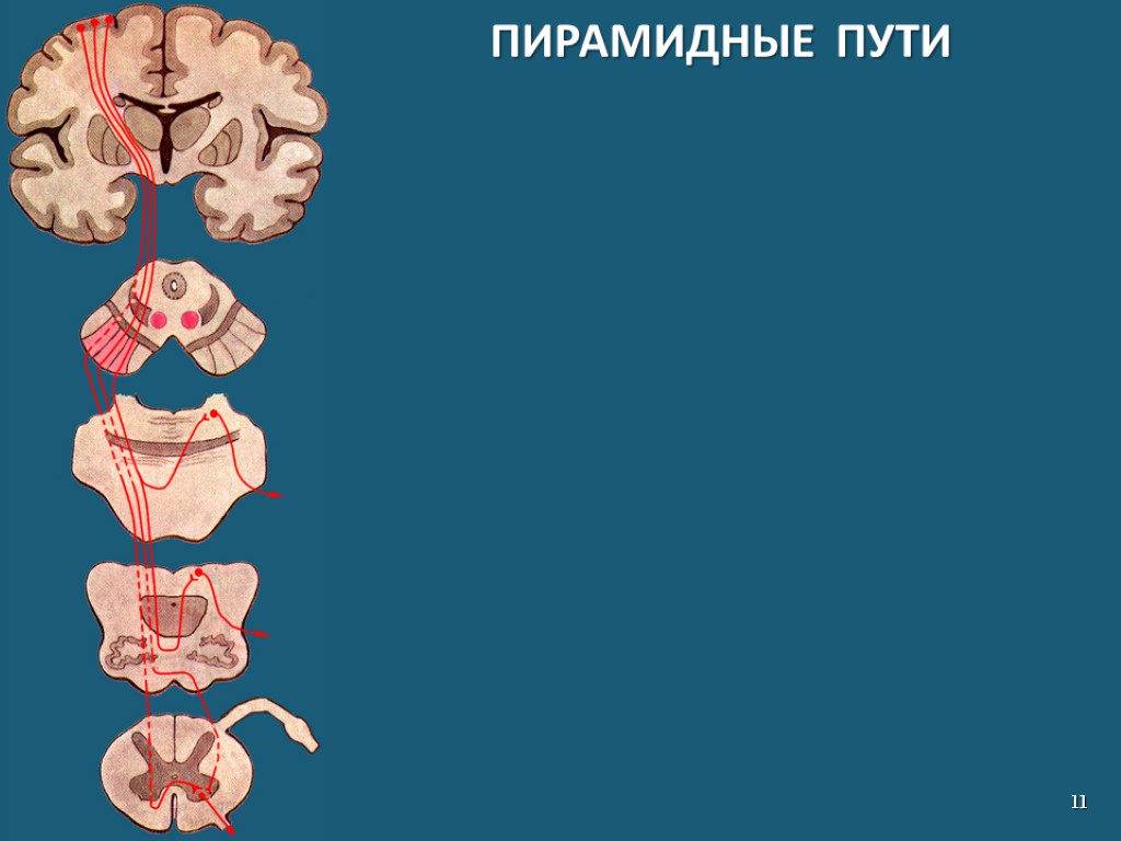 Пирамидный путь. Пирамидные пути моста. Пирамидные проводящие пути перекрещиваются. Пирамидные пути классификация. Слайд пирамидный путь.