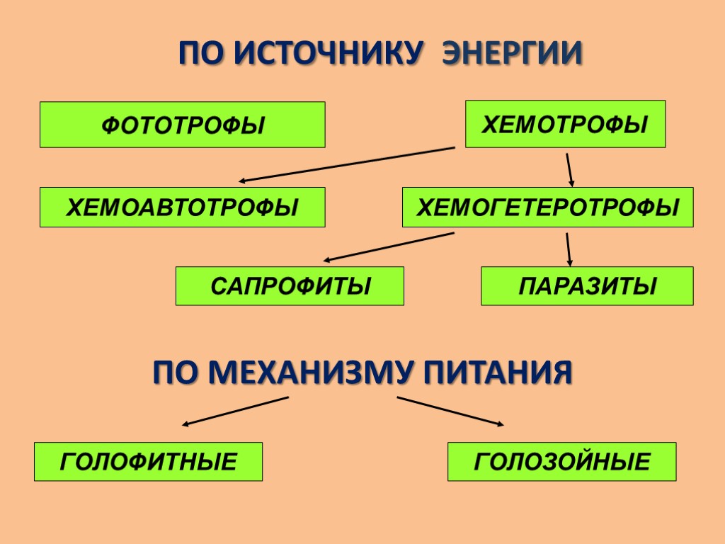 Хемотрофы. Хемоавтотрофы и хемогетеротрофы. Фототрофы и хемотрофы. Хемотрофы источник энергии. Фотоавтотрофы хемогетеротрофы хемоавтотрофы это.