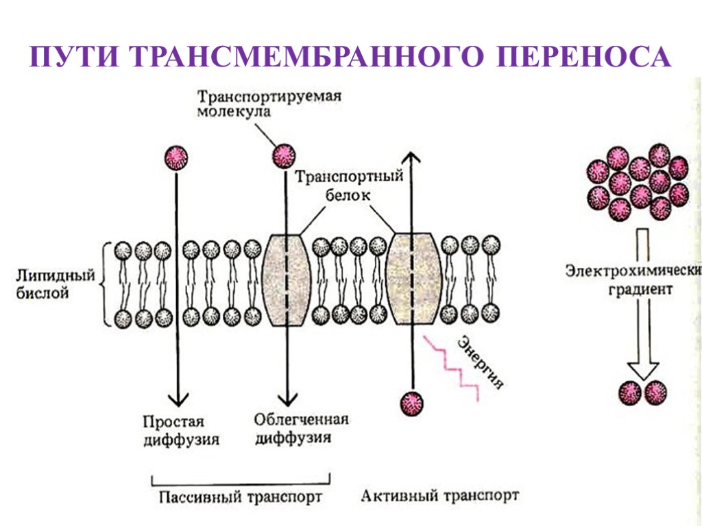 Активный транспорт веществ механизм. Схема пассивного трансмембранного транспорта. Механизмы трансмембранного переноса. Механизм трансмембранного переноса веществ. Трансмембранные белки мембраны.