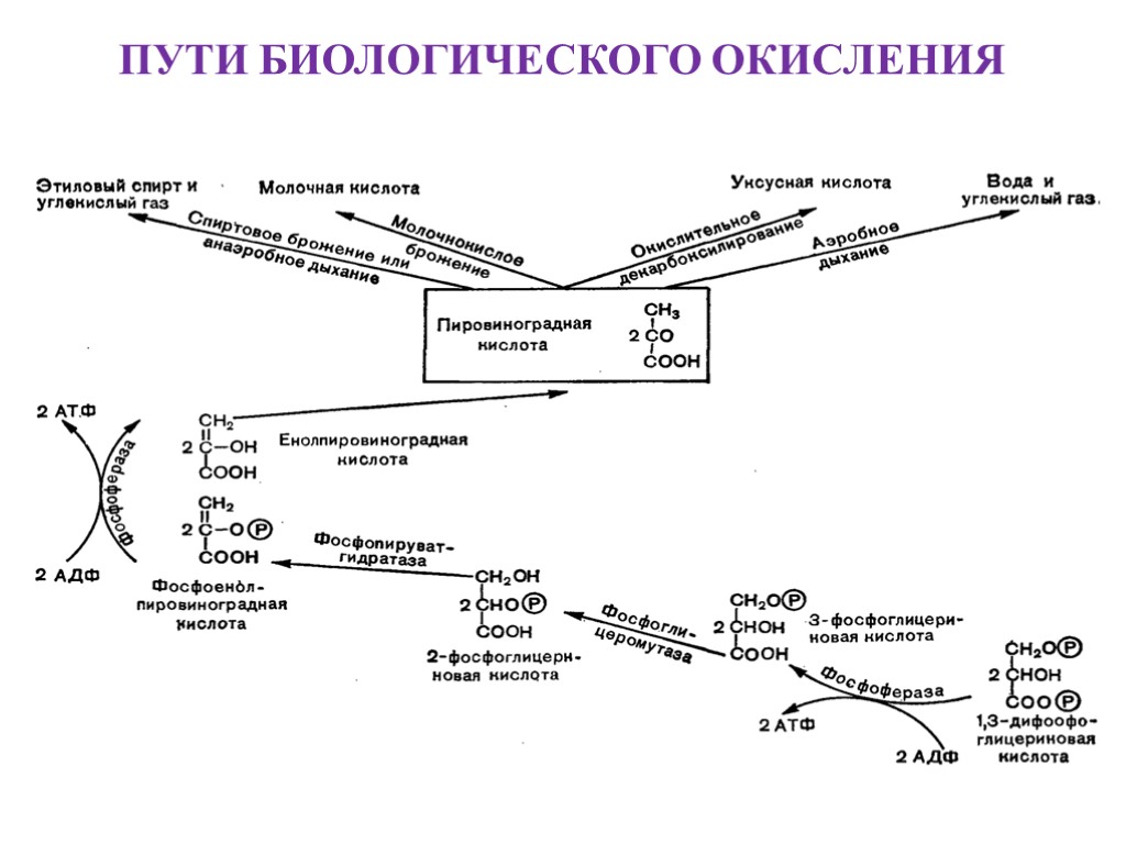 Биологическое окисление схема