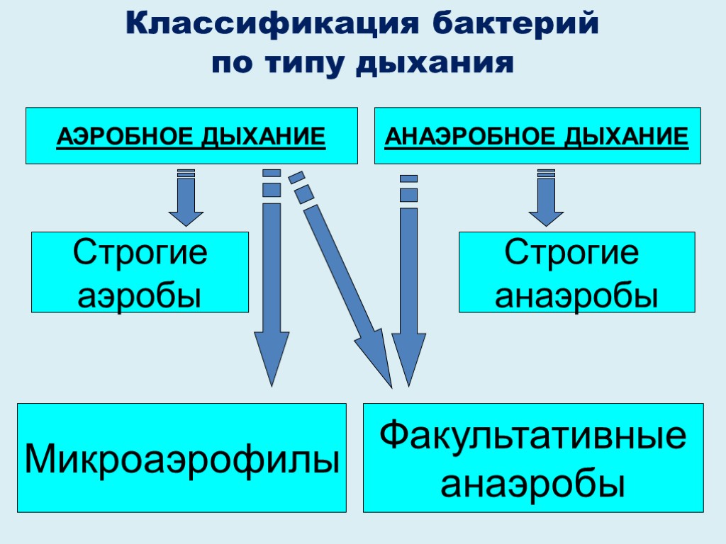 Дышащий вид. Классификация бактерий по типу дыхания. Классификация бактерий по способу дыхания. Типы дыхания микроорганизмов схема. Дыхание бактерий классификация.