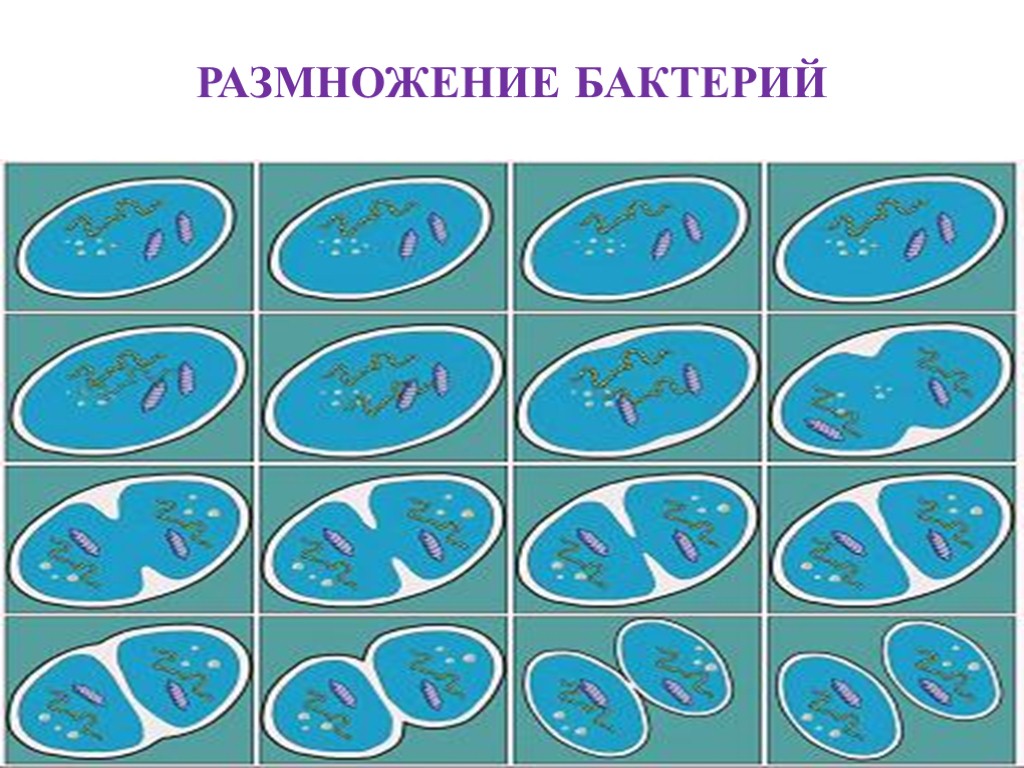 Деление бактерий. Размножается физиология бактерий... Бинарное деление бактерий. Размножение бактерий картинки.