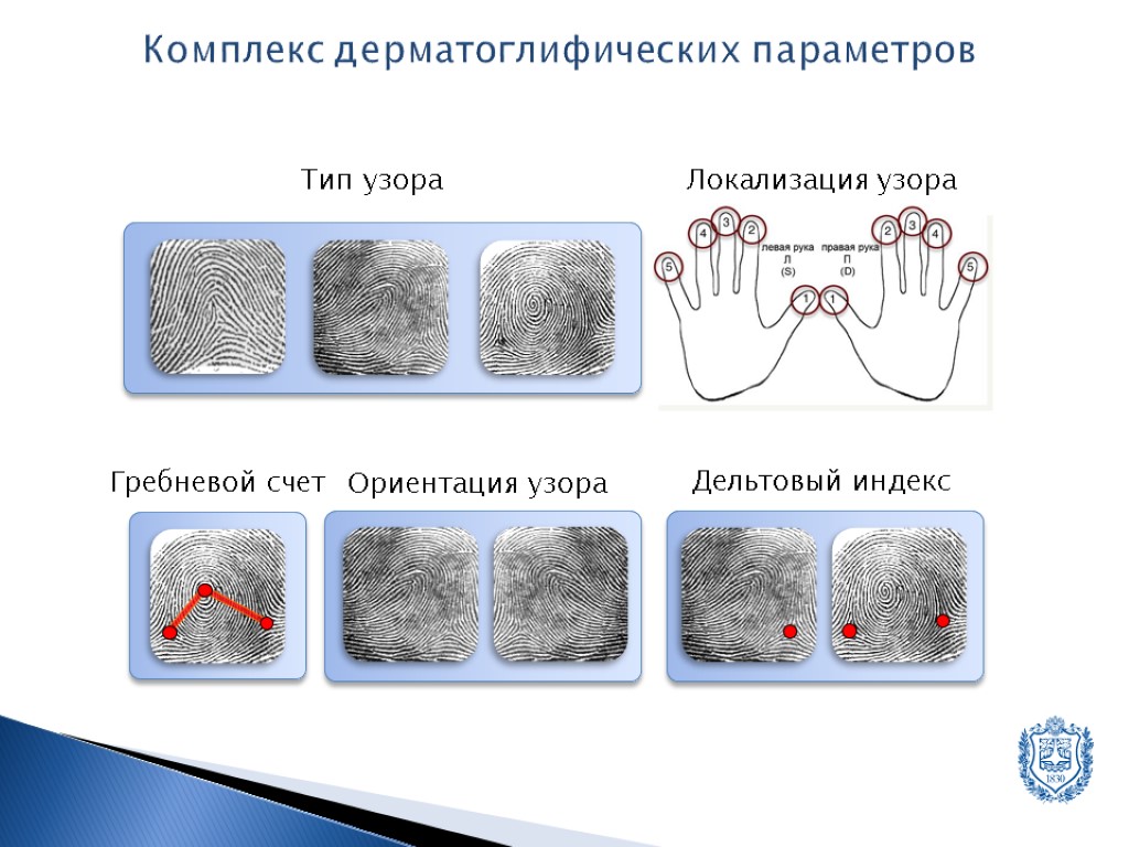 Дерматоглифика виды рисунков значение преобладающих типов