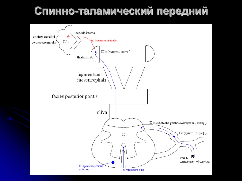 Передний спиноталамический путь схема