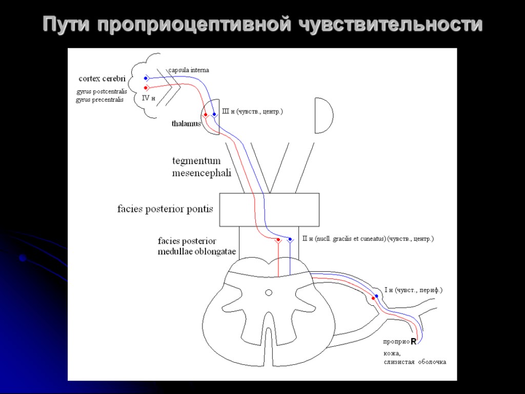 2 нарисовать блок схемы болевого тактильного и проприоцептивного анализаторов