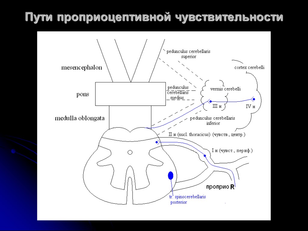 2 нарисовать блок схемы болевого тактильного и проприоцептивного анализаторов