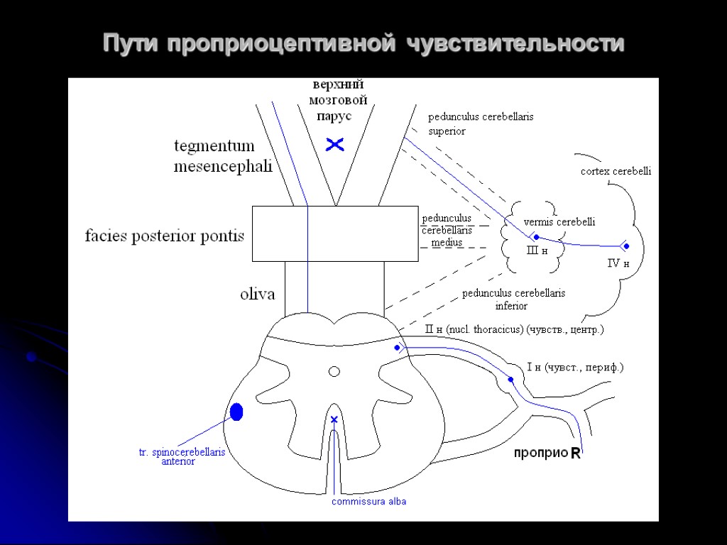 Блок схема проприоцептивного анализатора